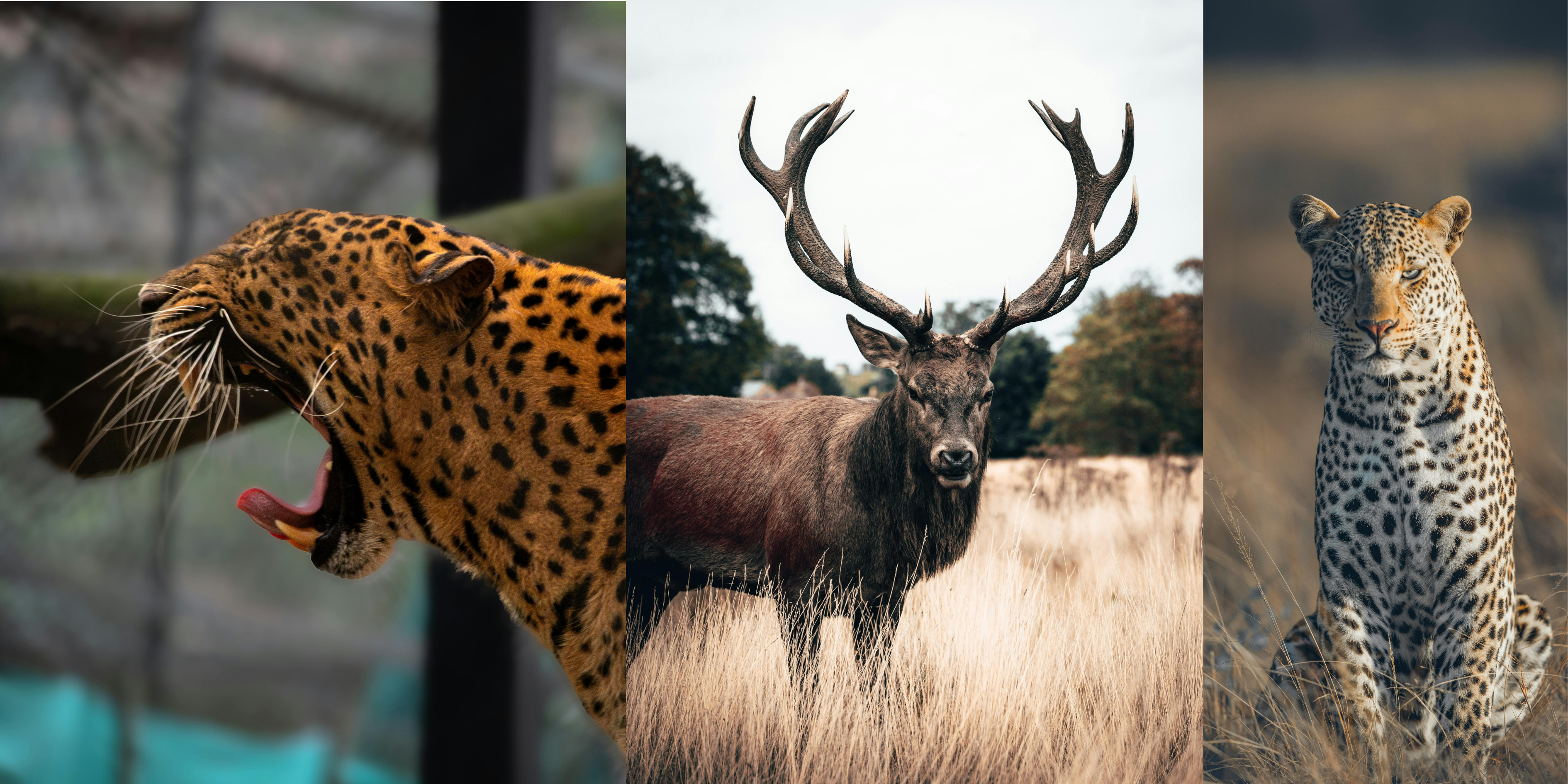 stilt-fishing-sri-lanka
